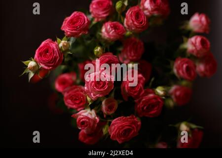 Bel bouquet di rose rosa (rosse) cespugli con gocce d'acqua su sfondo nero. Messa a fuoco selettiva, primo piano. Foto Stock