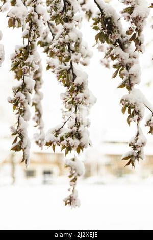 Rami appesi con fiore primaverile freddo improvviso con ghiaccio duro gelo neve che copre i fiori di un albero in uno strato spesso. Foto Stock