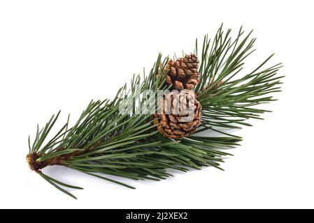Mugo pine rametto con coni isolati su sfondo bianco Foto Stock