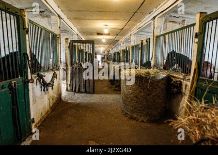 Non esclusiva: KIEV, UCRAINA - 2 APRILE 2022 - cavalli vivono nelle scuderie dell'ippodromo di Kiev, capitale dell'Ucraina. Foto Stock