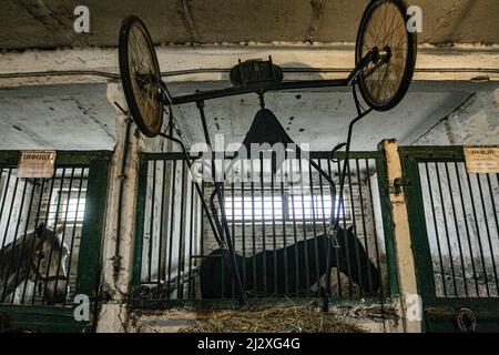 Non esclusiva: KIEV, UCRAINA - 2 APRILE 2022 - cavalli vivono nelle scuderie dell'ippodromo di Kiev, capitale dell'Ucraina. Foto Stock