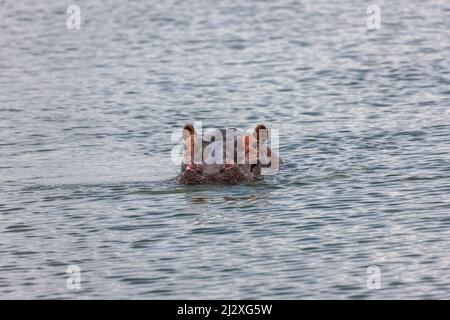 Hippo nuoto nel lago Haro, Akagera National Park, Rwanda orientale, Africa Foto Stock