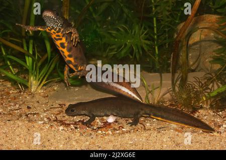 Primo piano su un maschio acquatico e femmina italiano crested newt Triturus carnifex sott'acqua Foto Stock