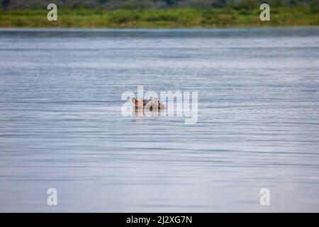 Hippo nuoto nel lago Haro, Akagera National Park, Rwanda orientale, Africa Foto Stock