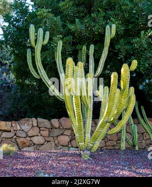 Primo piano di cactus di mirtillocactus o candela blu (Myrtillocactus geometrizans) Foto Stock
