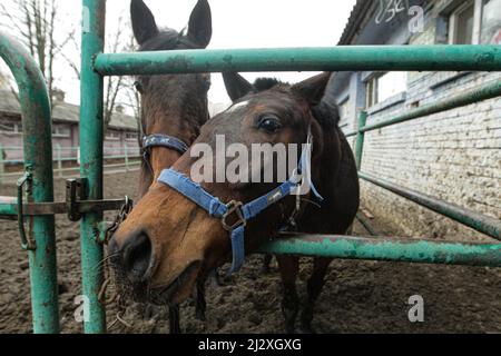 Non esclusiva: KIEV, UCRAINA - 2 APRILE 2022 - i cavalli rimangono in una recinzione all'ippodromo di Kiev, capitale dell'Ucraina. Foto Stock
