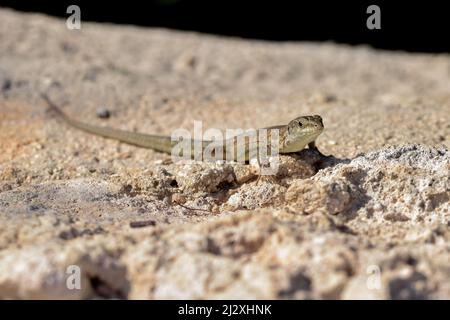 FemaleMaltese Wall Lizard, o Filfola Lizard, Podarcis filfolensis crogiolando al sole su una roccia calcarea nella campagna maltese, Malta Foto Stock