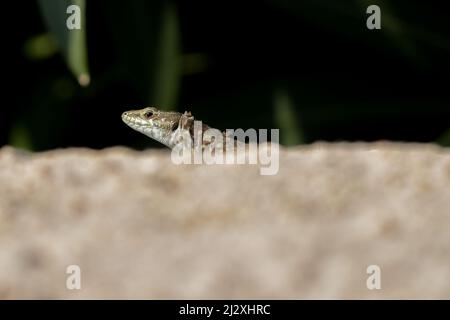 FemaleMaltese Wall Lizard, o Filfola Lizard, Podarcis filfolensis crogiolando al sole su una roccia calcarea nella campagna maltese, Malta Foto Stock