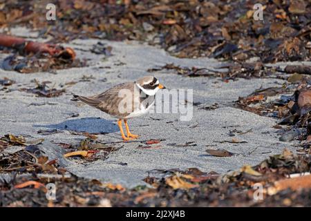 Plover adulta sulla spiaggia all'isola Elgol di Skye Scozia Foto Stock