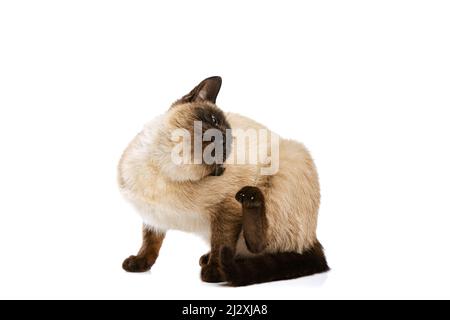 Ritratto a tutta lunghezza di affascinante gatto tailandese con occhi blu che si posa isolato su sfondo bianco studio. Concetto di vita animale domestico, animali domestici, azione Foto Stock