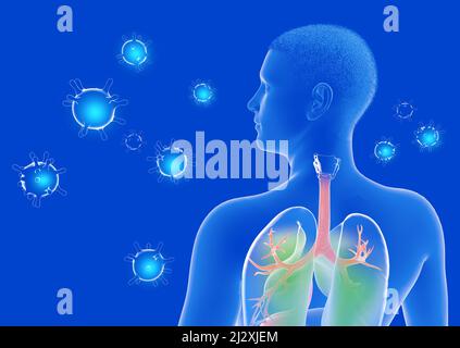 Anatomico 3D illustrazione dell'interno del corpo umano trasparente visto da dietro. Evidenziazione dei polmoni. Con virus minacciosi. Foto Stock