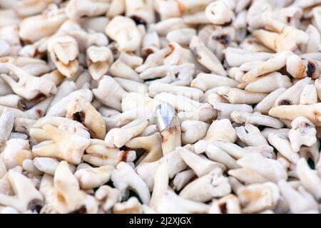 Stalla dentista con denti, piazza Jemaa el-Fna, Marrakech, Marocco Africa Foto Stock