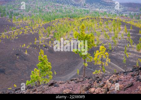 Pini delle Canarie (Pinus canariensis), Mirador de Chio, Parco Nazionale del Teide, Tenerife, Isole Canarie, Spagna, Europa Foto Stock
