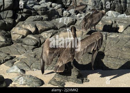 molti uccelli pellicani gabbiano in baja california sur spiaggia punta lobos messico Foto Stock
