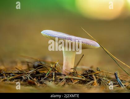 Un primo piano di un cappellino di fieno sullo sfondo sfocato Foto Stock