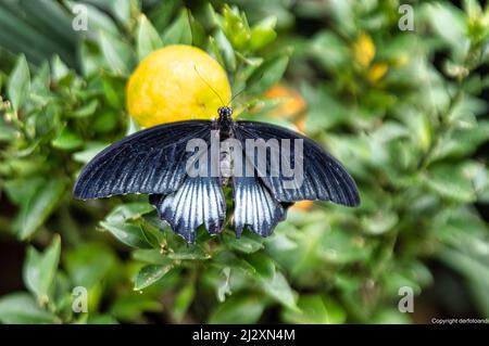 Avvistamento di farfalle durante un'escursione Foto Stock