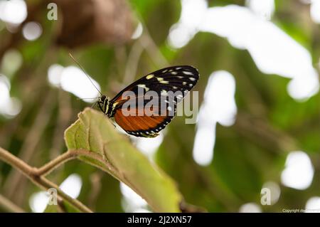 Avvistamento di farfalle durante un'escursione Foto Stock