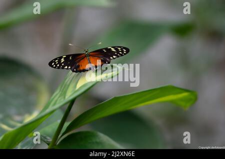 Avvistamento di farfalle durante un'escursione Foto Stock