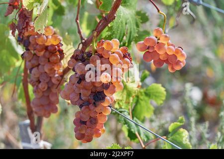 2018, vendemmia presso il Chateau de Bellet, sulle colline di Nizza (Francia sud-orientale): Vitigni e uva, Vermentino B, varietà antica di loca viticola Foto Stock