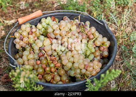 2018, vendemmia al Chateau de Bellet, sulle colline di Nizza (Francia sud-orientale): Grappoli di uva, Vermentino B, vitigno vecchio loc Foto Stock