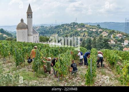 2018, vendemmia allo Chateau de Bellet, sulle colline di Nizza (Francia sud-orientale): Vendemmia nel vigneto, Vermentino B, vecchi vari Foto Stock