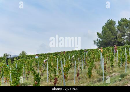 2018, vendemmia allo Chateau de Bellet, sulle colline di Nizza (Francia sud-orientale): Vendemmiatrici in mezzo al vigneto, Vermenti Foto Stock