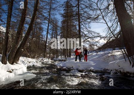 Serre-Chevalier (Alpi francesi, Francia sud-orientale): Gruppo di turisti e guida durante un'escursione con racchette da neve, in montagne medie che circondano il male Foto Stock