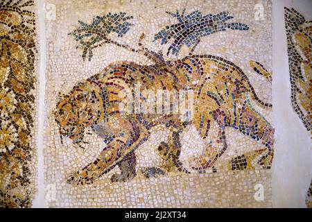 Tunisia, Sousse, museo archeologico, mosaico raffigurante una tigre Foto Stock