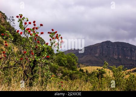 Un Natal Bottlebrush, Grayia sutherlandii, in piena fioritura, con le scogliere dei Monti Drakensberg del Sud Africa, sullo sfondo Foto Stock