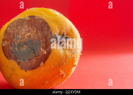 Cotogna ammuffita. Primo piano di foto di frutta di cotogna marcio su sfondo rosso. Concetto di spreco di cibo. Muffa coperto cibo. Attendere a lungo. Foto Stock