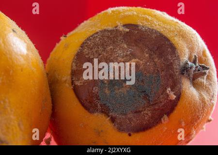 Cotogna ammuffita. Primo piano di foto di frutta di cotogna marcio su sfondo rosso. Concetto di spreco di cibo. Muffa coperto cibo. Attendere a lungo. Foto Stock