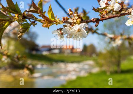 Fiori di alberi di mele, primo piano, Hohenaschau, Chiemgau, alta Baviera, Baviera, Germania Foto Stock