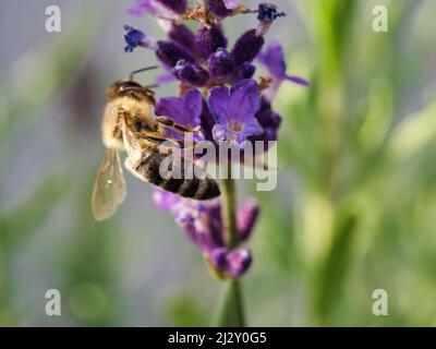 Vista laterale dell'ape del miele sulla lavanda fiorita in primavera con sfondo sfocato Foto Stock