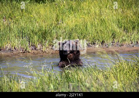 Un orso bruno grizzly dell'Alaska che nuota in un lago Foto Stock