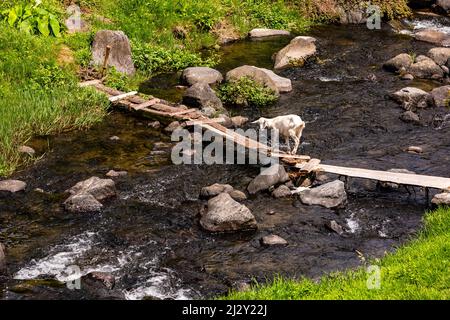 Un mattone bianco attraversa un ruscello nella campagna su semplici assi di legno nel sud dell'isola delle Azzorre di São Miguel, Portogallo Foto Stock