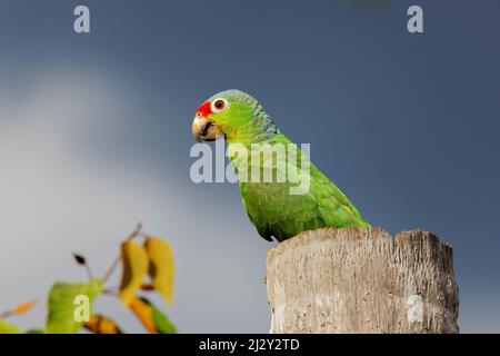 Pappagallo rosso – al nido sito Amazona autumnalis Boco Tapada, Costa Rica BI034018 Foto Stock