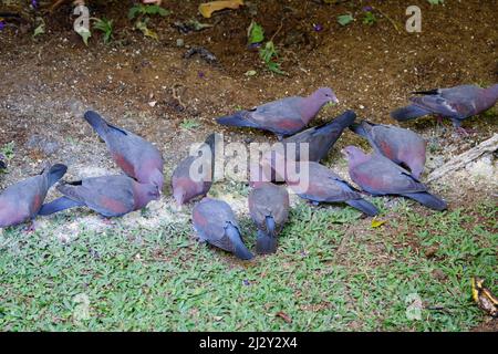 Pigeon Columba flavirostris Cartago Province, Costa Rica BI034033 Foto Stock