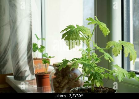 La nuova piantina di piante di casa cresce su un davanzale nell'appartamento illuminato dal sole. Famiglia Geraniaceae pelargonio profumato dolce. Un bel campione di piante Foto Stock