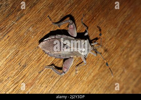 Vista dall'alto di un Bug di scudo argentato (Famiglia Acanthosomatidae) isolato su sfondo di legno marrone Foto Stock