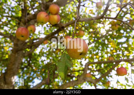Mele mature sulla struttura ad albero Foto Stock