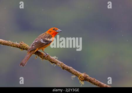 Tanager colorato di fiamma - maschio Piranga offerta San Gerardo de Dota, Costa Rica BI034179 Foto Stock