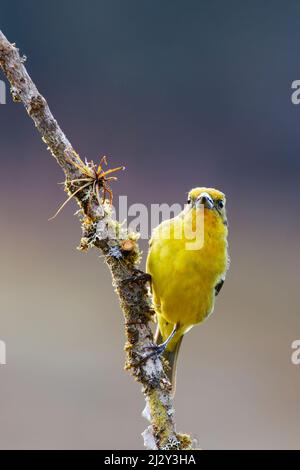 Tanager colorato di fiamma - femmina Piranga offerta San Gerardo de Dota, Costa Rica BI034195 Foto Stock