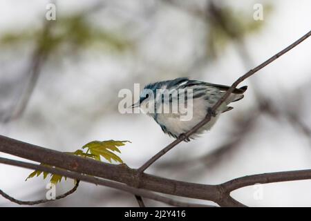 Un maschio Cerulean Warbler, Setophaga cerulea, arroccato in un albero Foto Stock