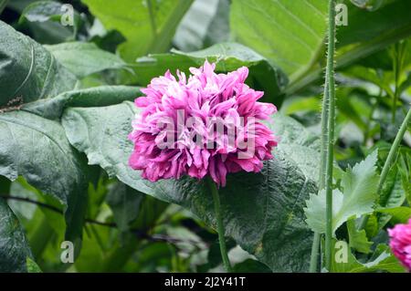 Singolo Pink Fully-double, Peony Poppy (Papaver somniferum) 'Candy Floss' Fiore cresciuto a Holker Hall & Gardens, Lake District, Cumbria, Inghilterra, Regno Unito Foto Stock