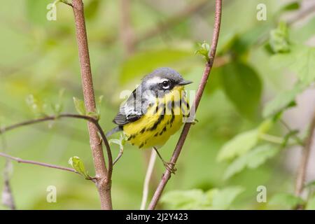 Un maschio Magnolia Warbler, Setophaga magnolia, arroccato su un piccolo ramo Foto Stock