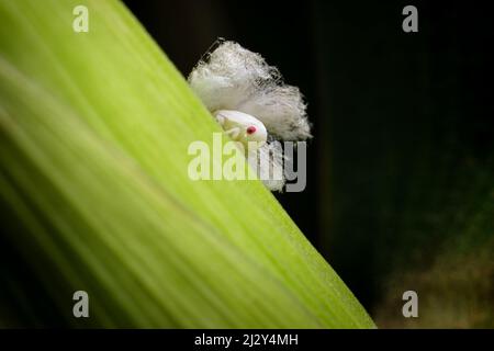 Ritratto estremamente affilato e dettagliato di Lawana cospersa a su una pianta di mais. Foto Stock