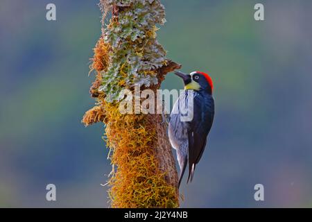 Acorn Woodpecker Melanerpes formicivorus San Gerardo de Dota, Costa Rica BI035105 Foto Stock