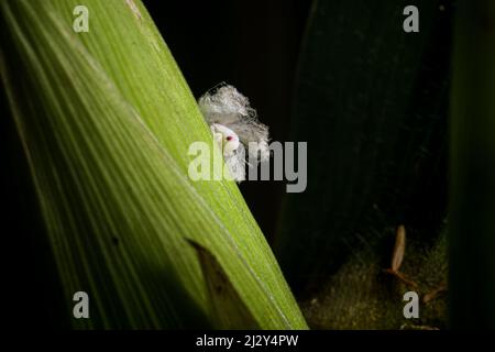 Ritratto estremamente affilato e dettagliato di Lawana cospersa a su una pianta di mais. Foto Stock