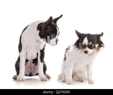 Giovane Boston terrier bicolore con chihuahua isolato su sfondo bianco Foto Stock