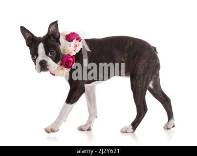 Giovane Boston terrier bicolore con corona di fiori su sfondo bianco Foto Stock